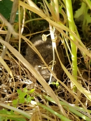 Microtus californicus