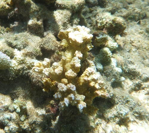 Montipora capitata, 2026-10-06