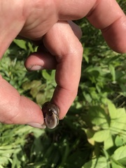 Allogona ptychophora