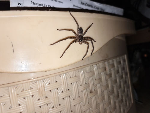 Pantropical Huntsman Spider