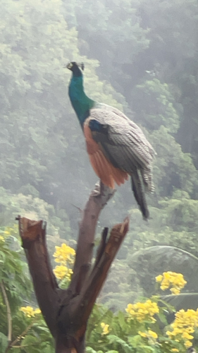Indian Peafowl
