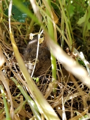 Microtus californicus