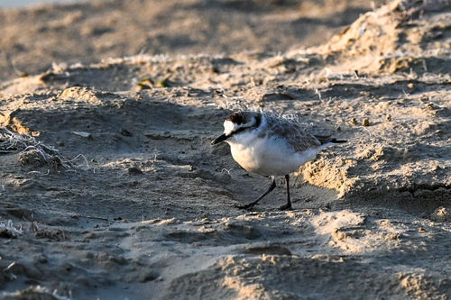 iNaturalist image