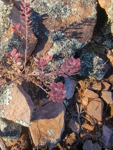 Hairypod Pepperweed