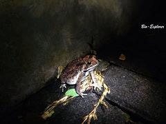 Duttaphrynus melanostictus