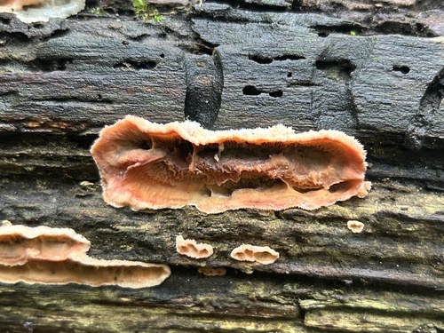 Trembling Crust