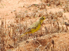 Tmetothylacus tenellus