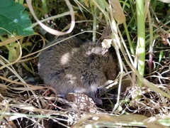 Microtus californicus