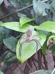 Cupiennius salei