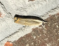 Parapediasia decorellus