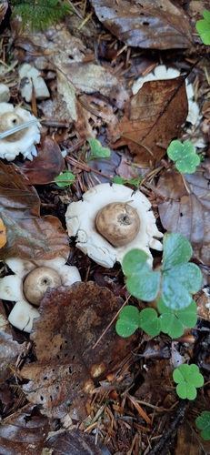 Sessile Earthstar