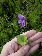 Viola uliginosa