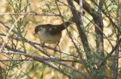 Prinia gracilis