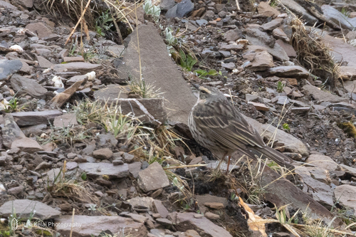 iNaturalist image