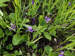 Viola uliginosa