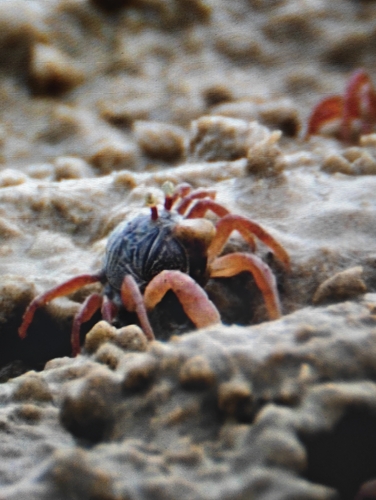 Asian Soldier Crab