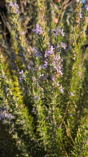 Rosemary