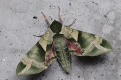 Callambulyx tatarinovii