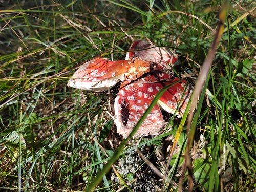 Fly Agaric