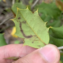 Phytomyza ilicis group