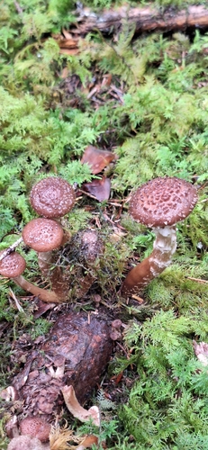 Honey Mushroom