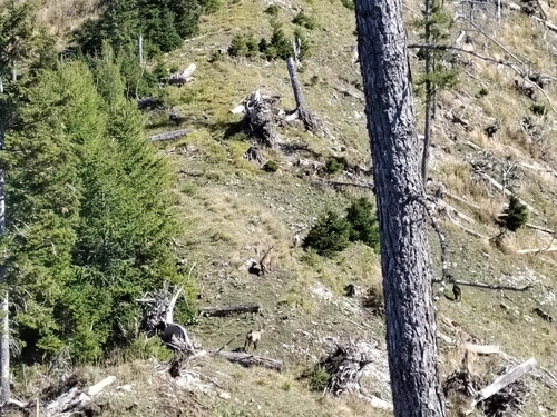 Northern Chamois