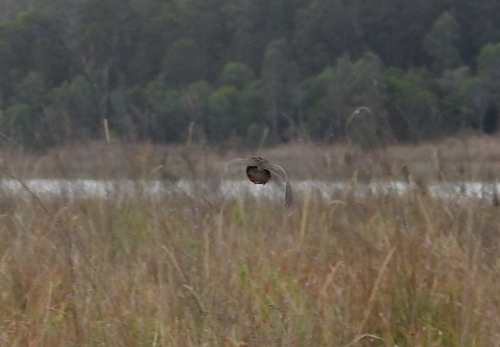 Synoicus chinensis observed 2026-10-09