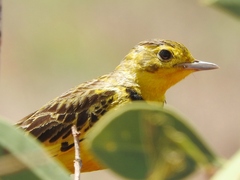 Tmetothylacus tenellus