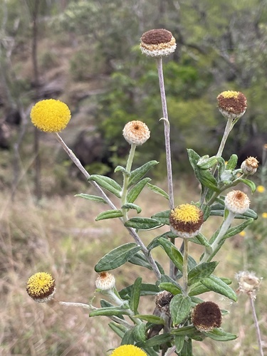 Coronidium rupicola observed 2026-10-09