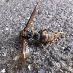 Polistes jokahamae