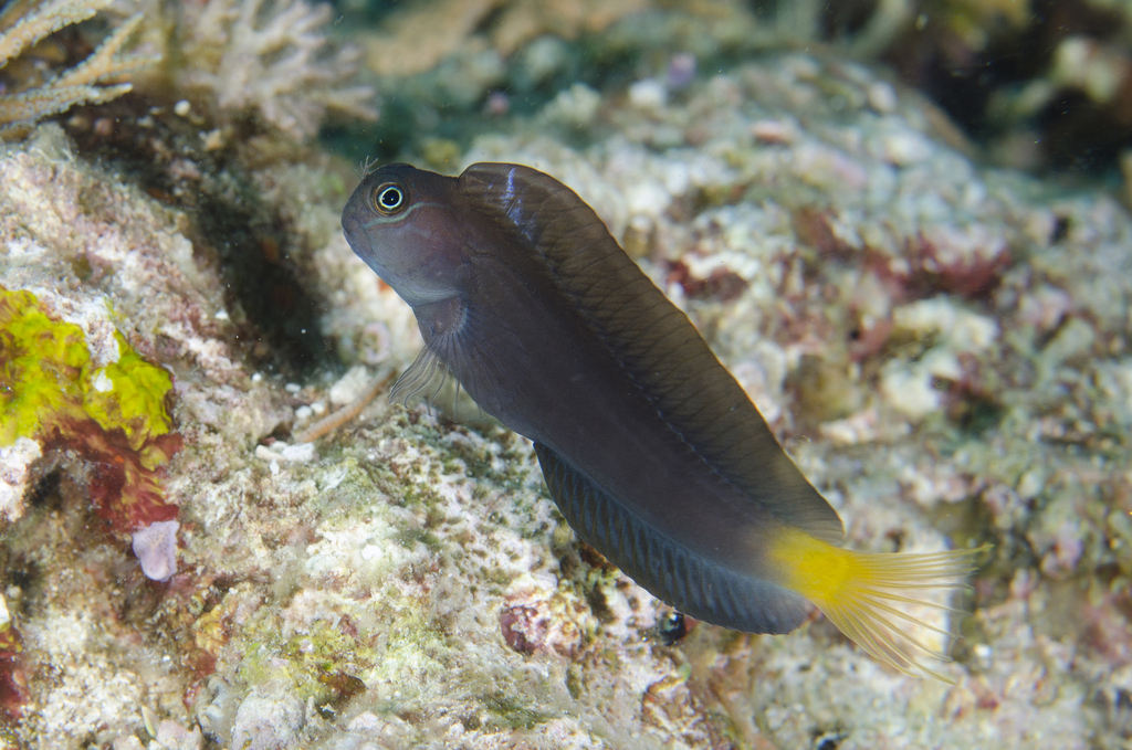 Namiye's Combtooth Blenny