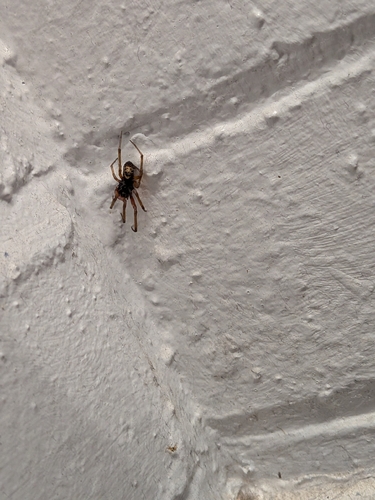 Noble False Widow
