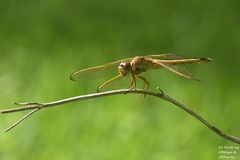 Libellula auripennis