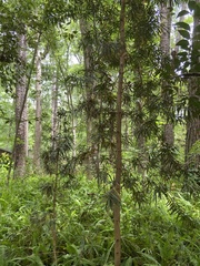 Podocarpus macrophyllus