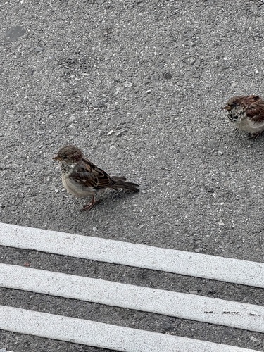 House Sparrow