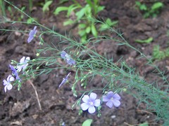 Linum perenne