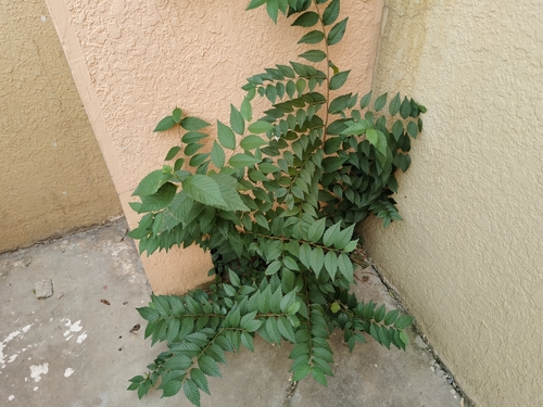 Siberian elm