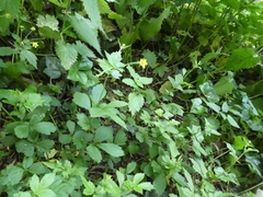 Geum