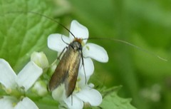 Lepidoptera