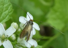 Lepidoptera