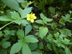 Geum