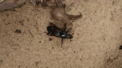 Nicrophorus carolina