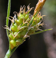 Carex torreyi