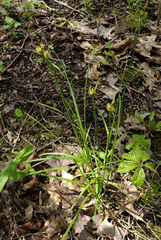Carex torreyi