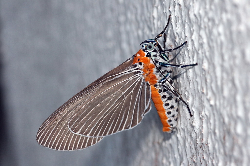 Snouted Tiger Moths