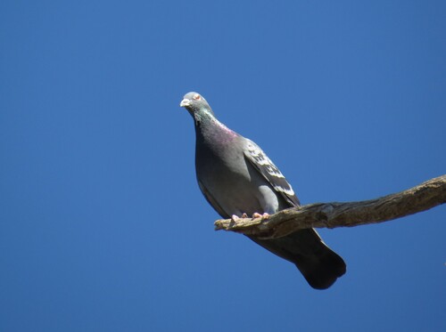 Feral Pigeon