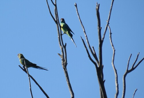 Australian Ringneck