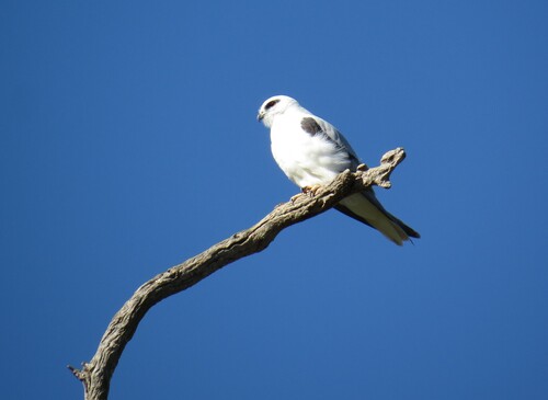 Black-shouldered Kite