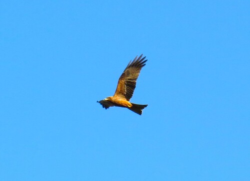 Black Kite