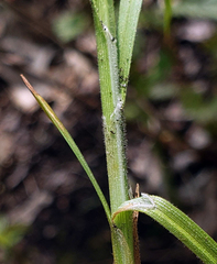 Carex torreyi